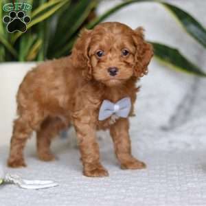 Riley, Cockapoo Puppy